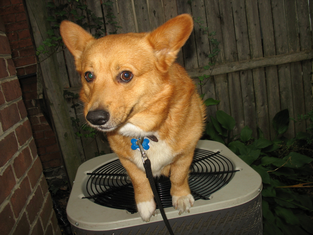 5 Tips for Keeping Your Dog Cool at Home 